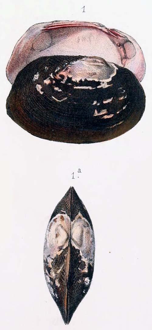 specimen image from publication