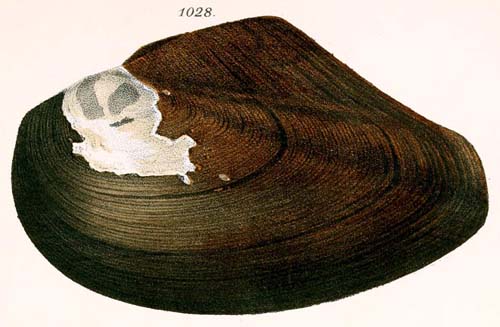 specimen image from publication