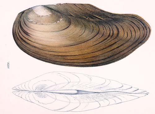 specimen image from publication