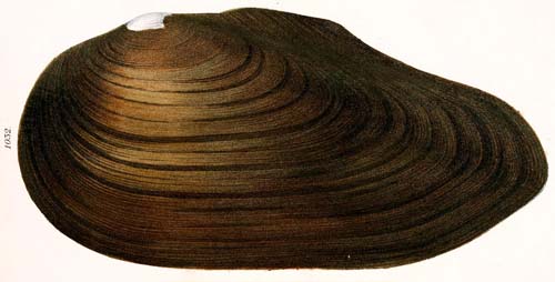 specimen image from publication