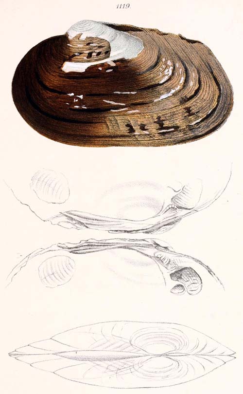 specimen image from publication