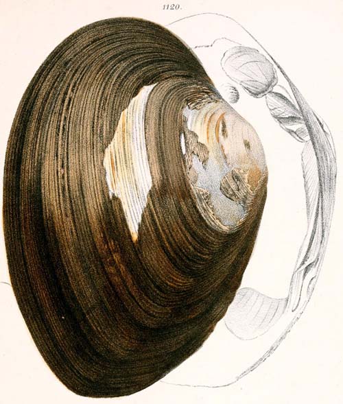 specimen image from publication