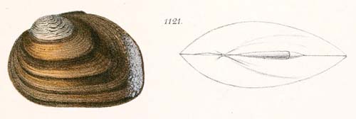 specimen image from publication