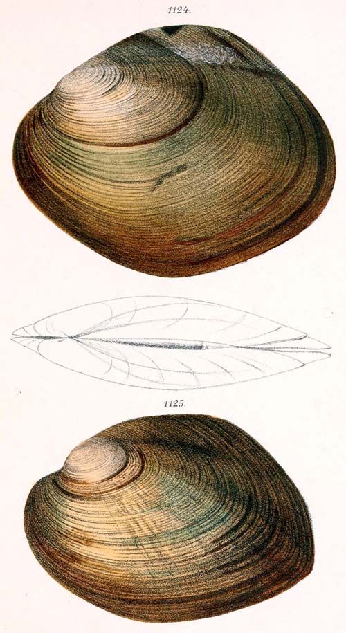 specimen image from publication