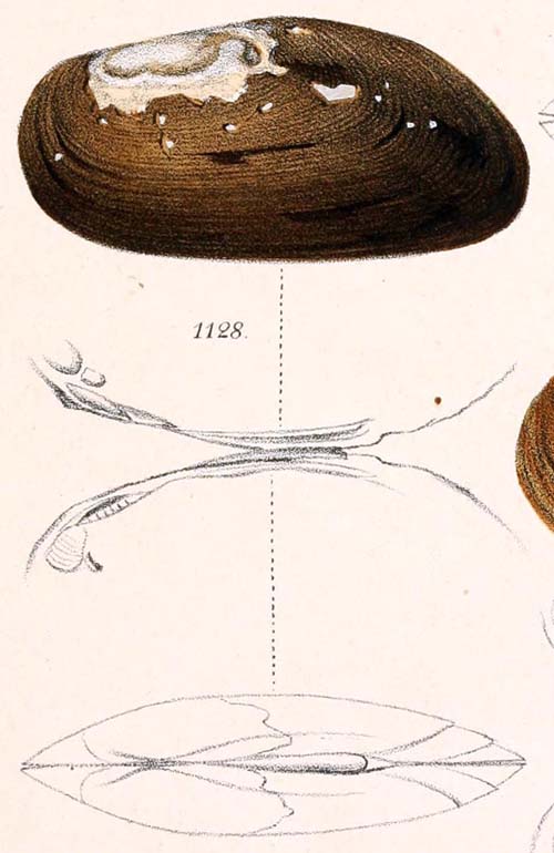 specimen image from publication