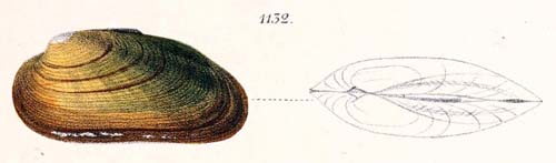 specimen image from publication