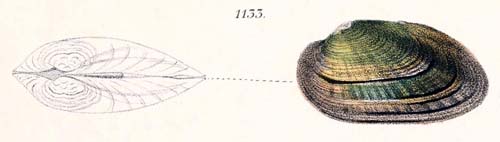 specimen image from publication