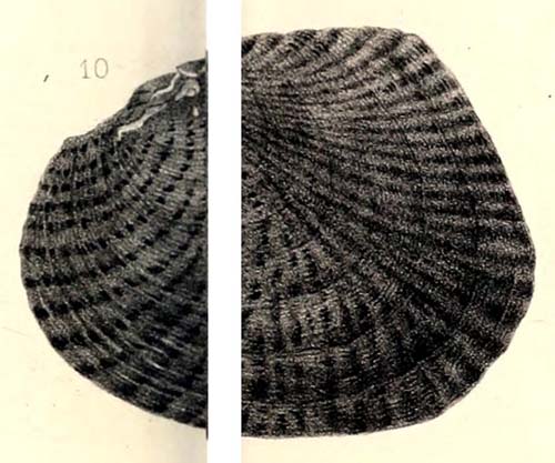 specimen image from publication