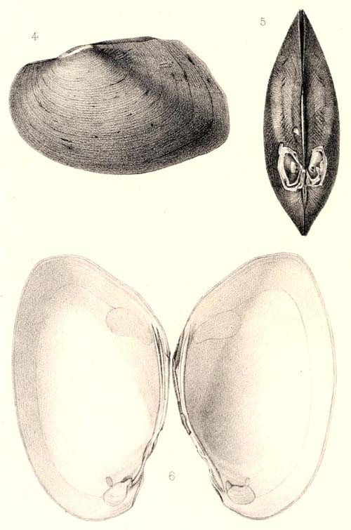 specimen image from publication