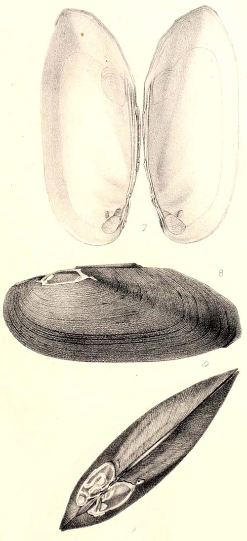 specimen image from publication