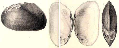 specimen image from publication