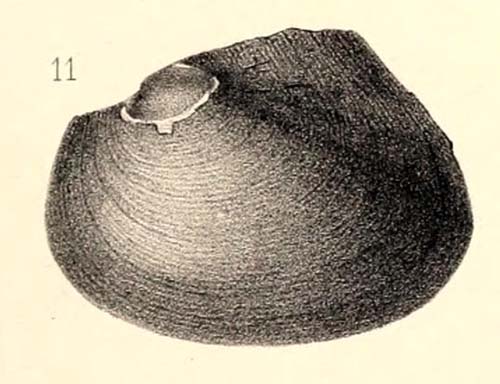specimen image from publication