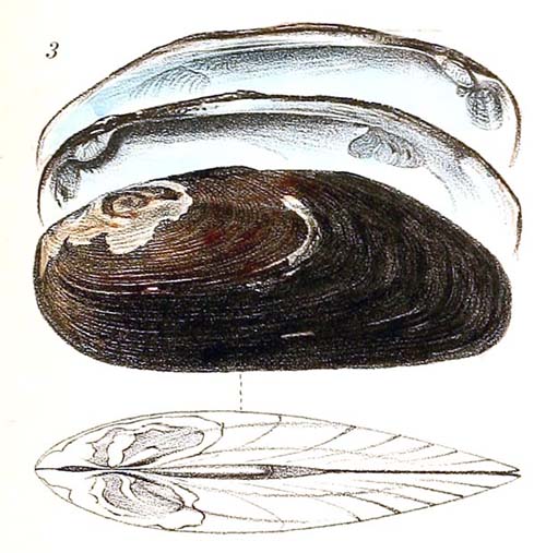 specimen image from publication