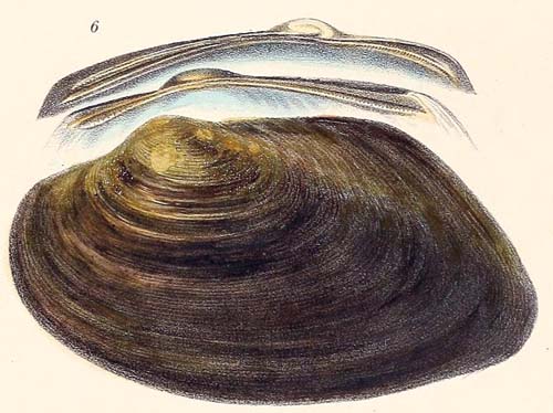 specimen image from publication