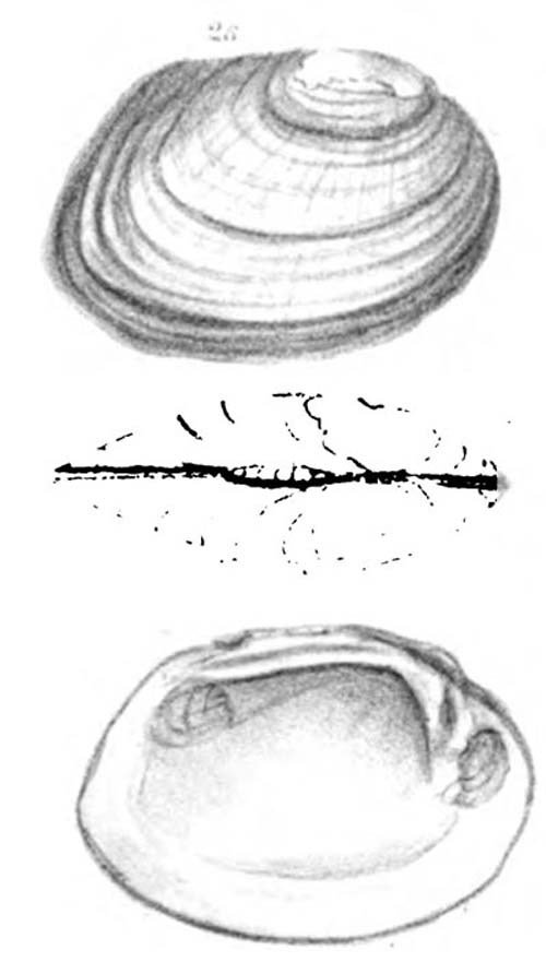specimen image from publication
