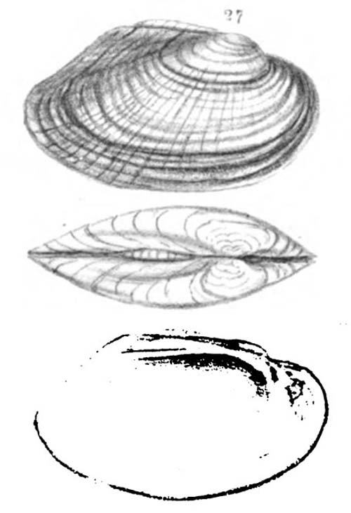 specimen image from publication