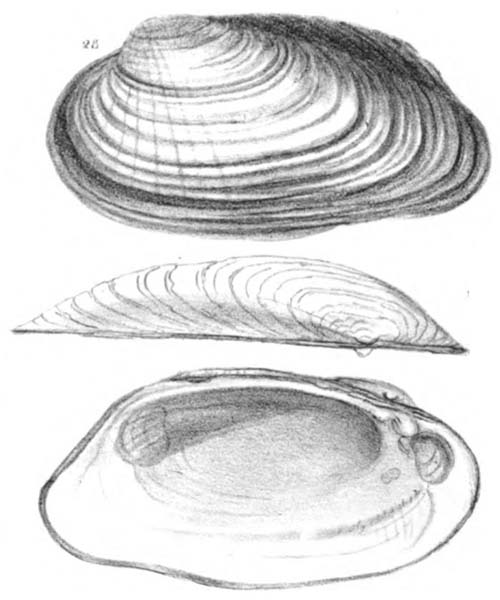specimen image from publication