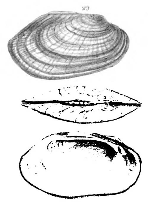 specimen image from publication
