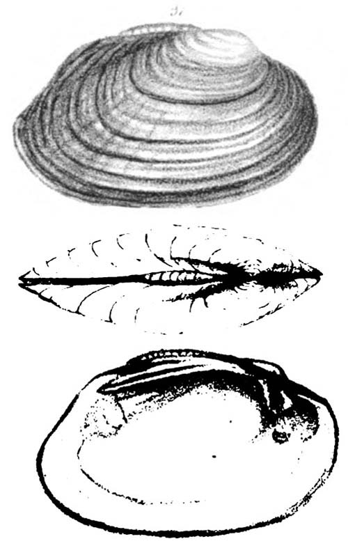 specimen image from publication
