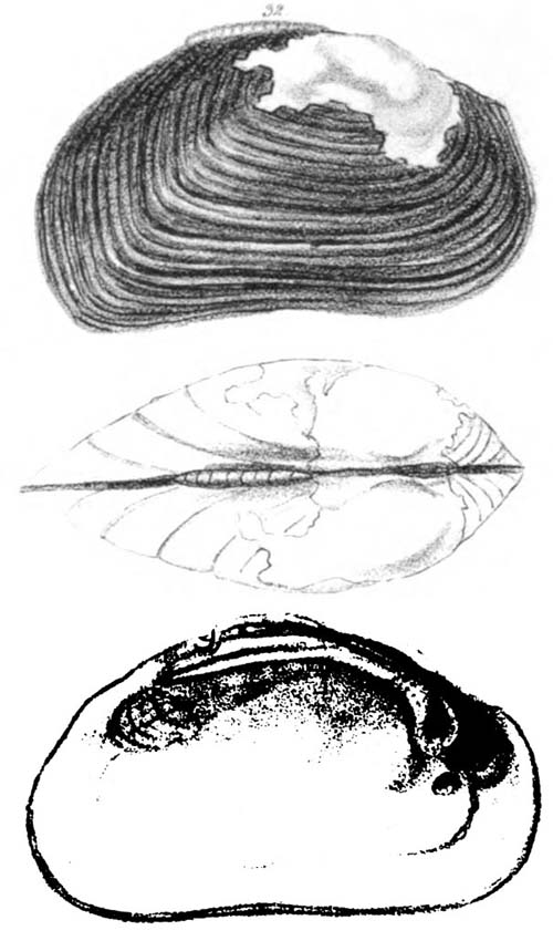 specimen image from publication