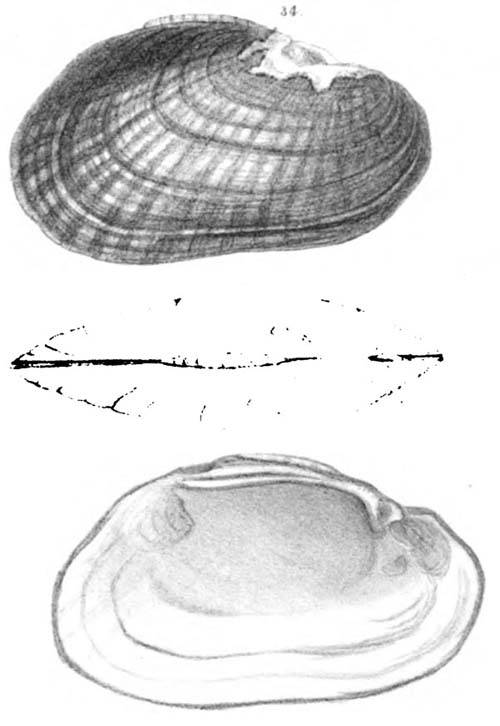 specimen image from publication