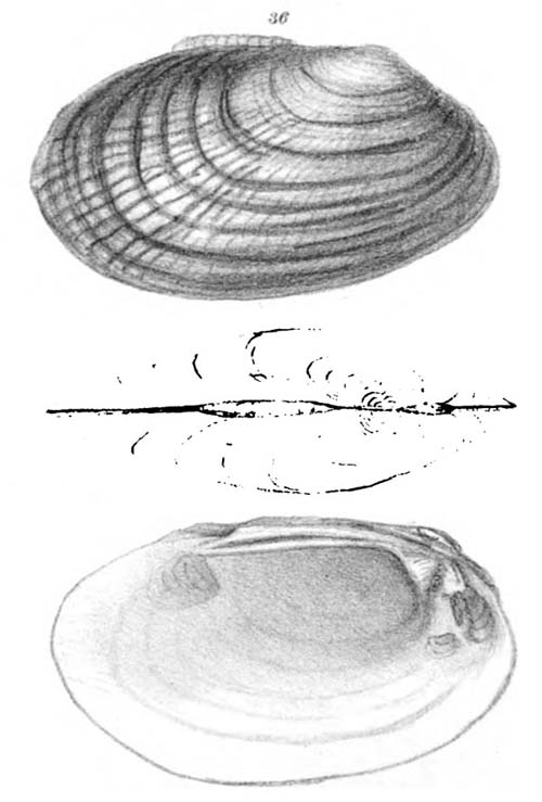 specimen image from publication
