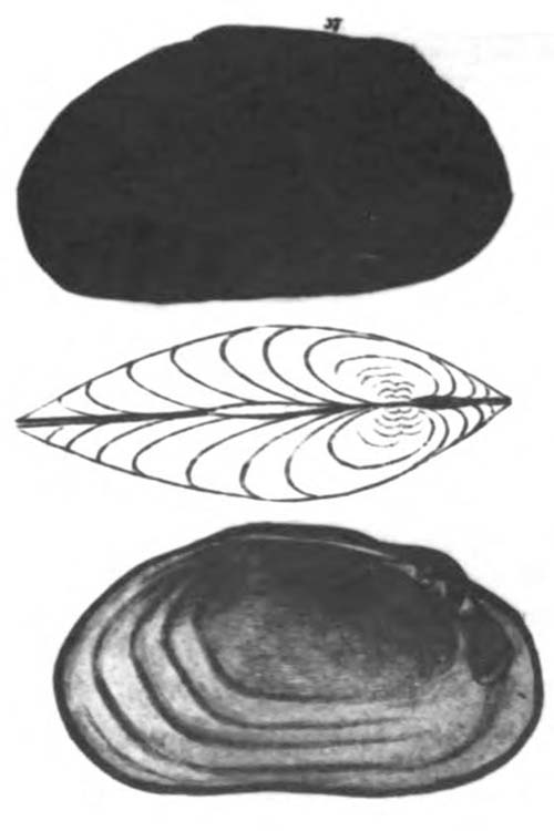 specimen image from publication