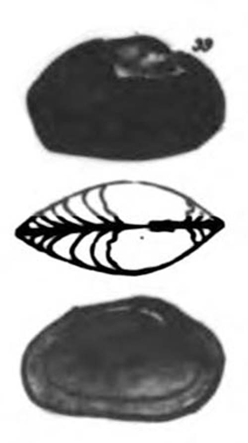 specimen image from publication