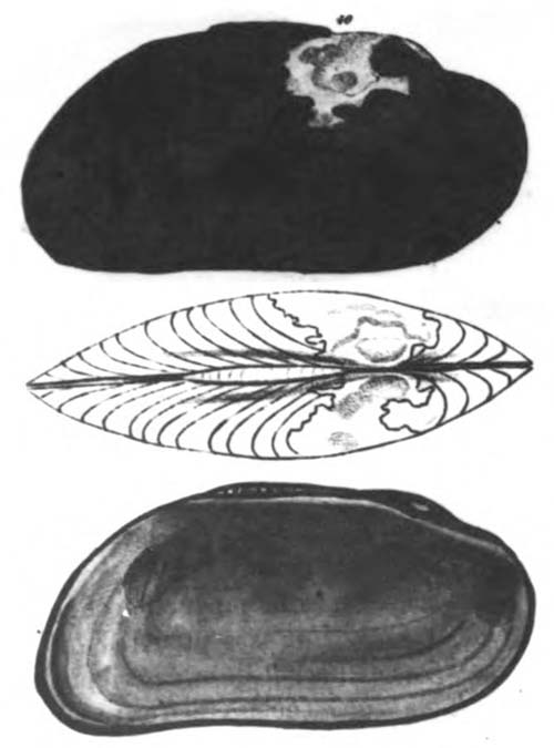specimen image from publication