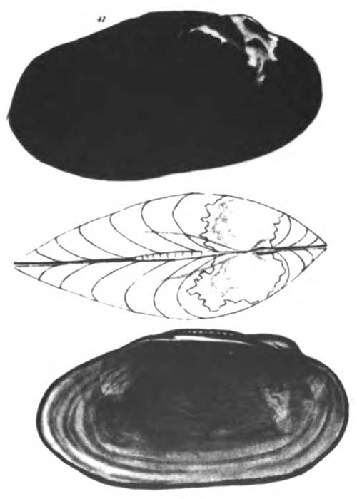 specimen image from publication