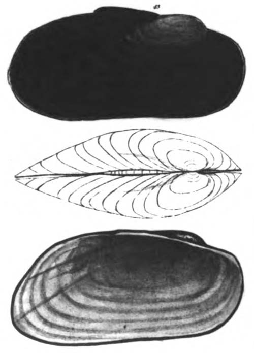 specimen image from publication