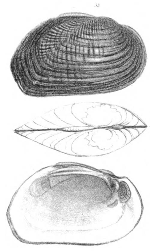 specimen image from publication