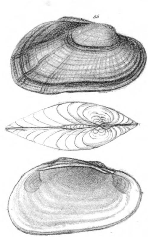 specimen image from publication