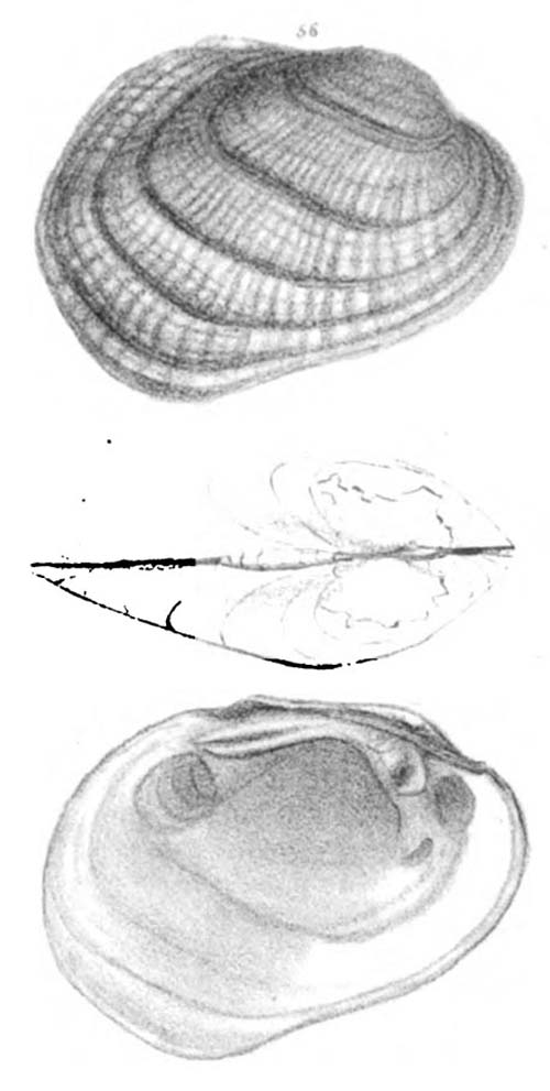 specimen image from publication