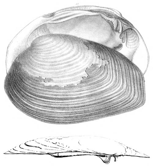 specimen image from publication