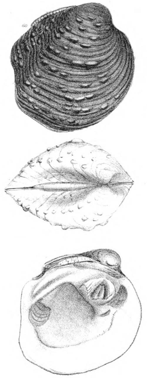 specimen image from publication