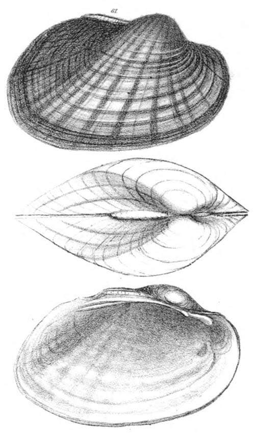 specimen image from publication