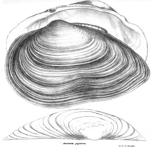 specimen image from publication