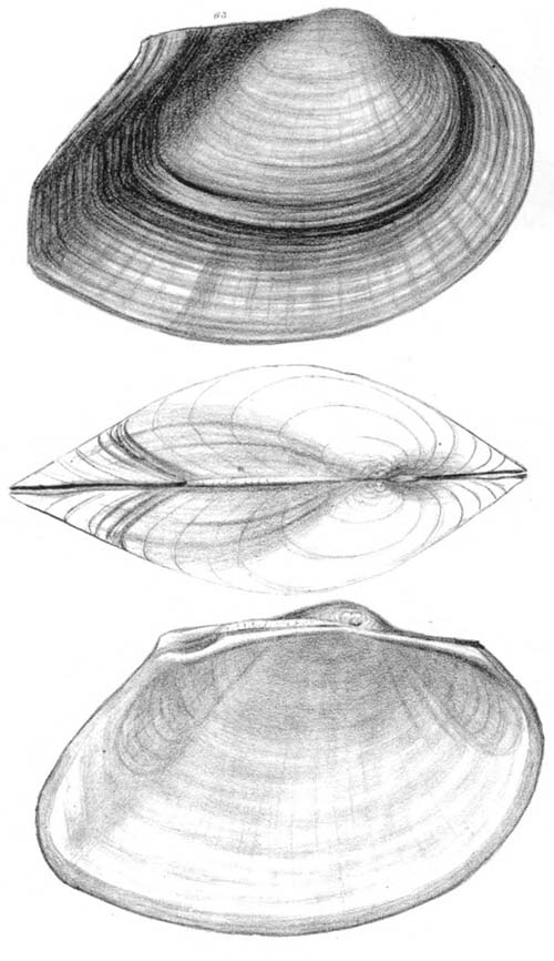 specimen image from publication