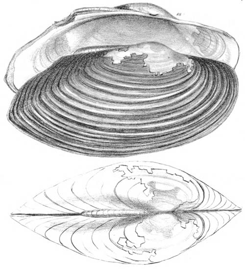 specimen image from publication