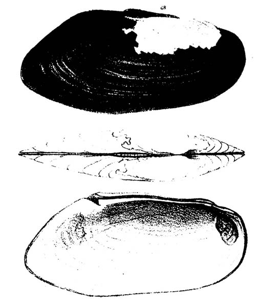 specimen image from publication