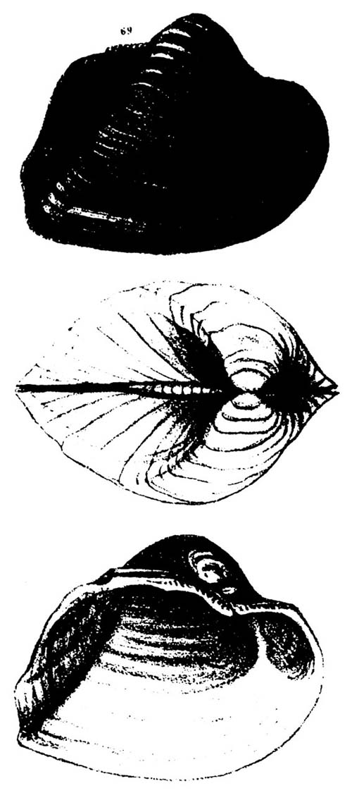 specimen image from publication