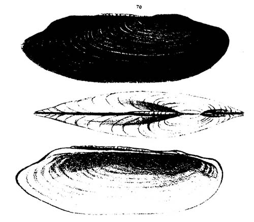specimen image from publication