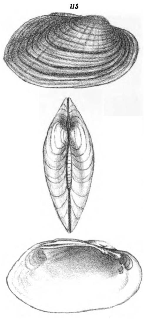 specimen image from publication