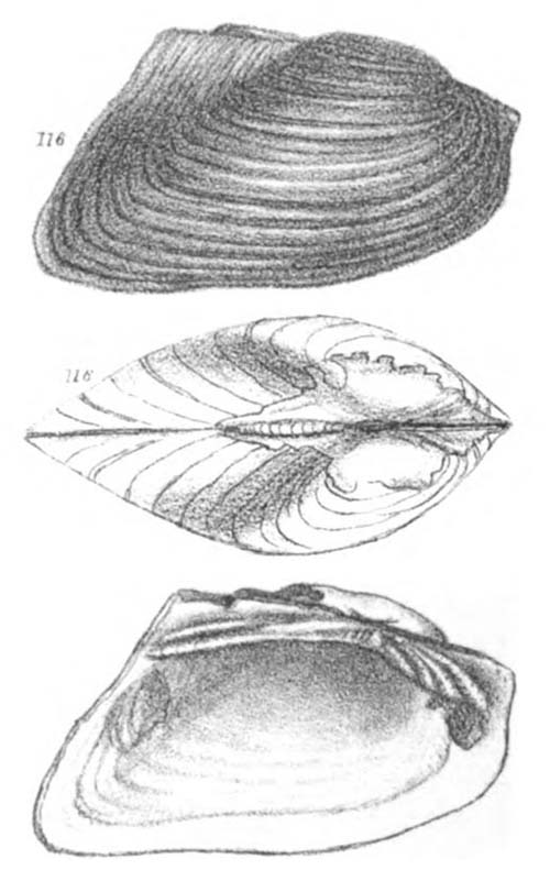 specimen image from publication