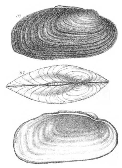 specimen image from publication