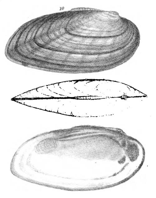 specimen image from publication