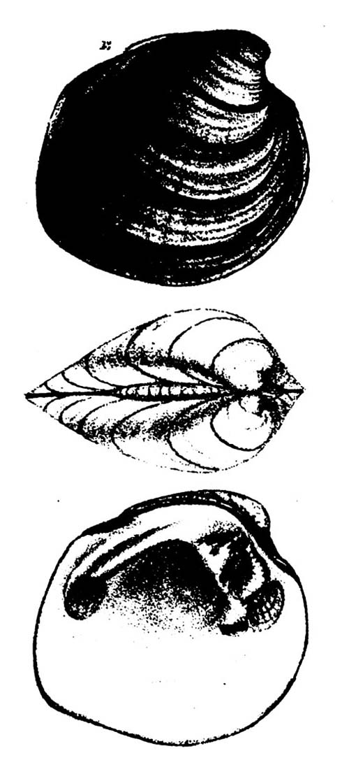 specimen image from publication