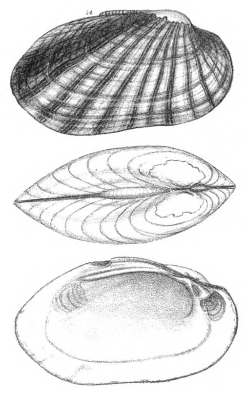 specimen image from publication
