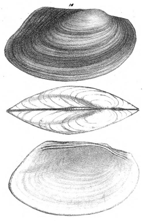 specimen image from publication